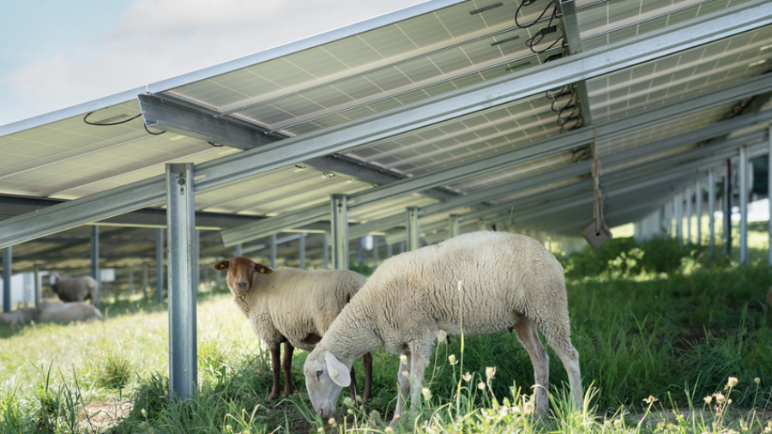 sheep underneath solar panel